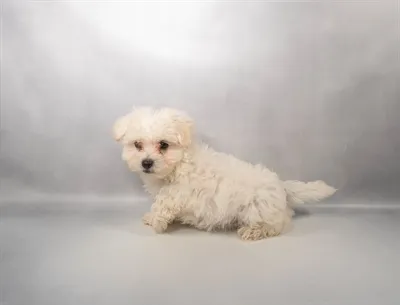 Male Maltese puppy for sale at Petland - Pensacola.