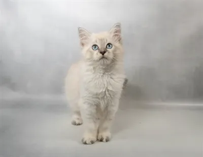 Female Ragdoll kitten for sale at Petland - Pensacola.