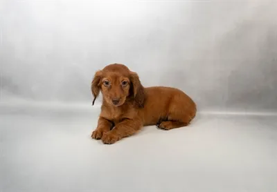 Female Dachshund puppy for sale at Petland - Pensacola.