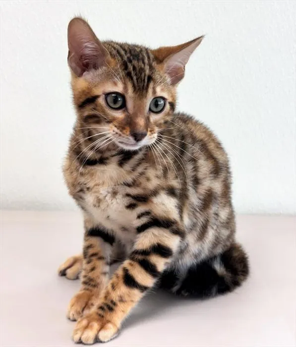 Male Bengal kitten for sale at Petland - Pensacola.