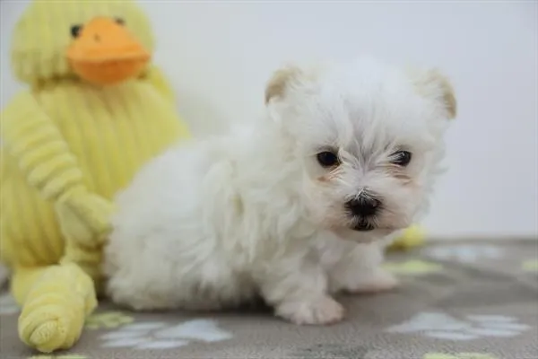 Male Morkie puppy for sale at Petland - Pensacola.