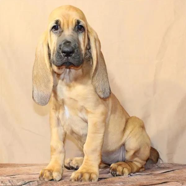 Female Bloodhound puppy for sale at Petland - Pensacola.