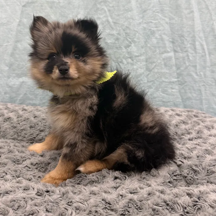 Male Pomeranian puppy for sale at Petland - Pensacola.