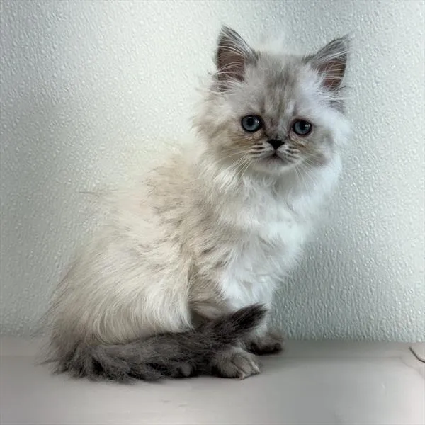 Male Persian kitten for sale at Petland - Pensacola.