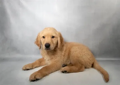 Male Golden Retriever puppy for sale at Petland - Pensacola.