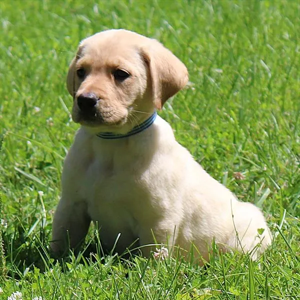 Male Labrador Retriever puppy for sale at Petland - Pensacola.