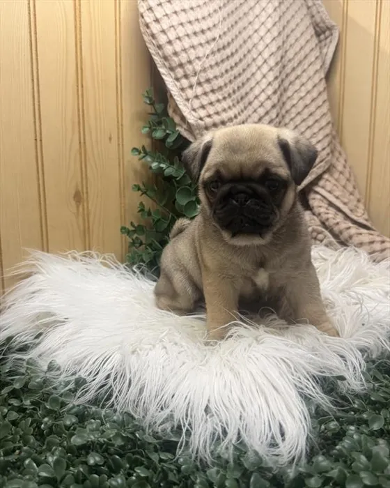 Female Pug puppy for sale at Petland - Pensacola.