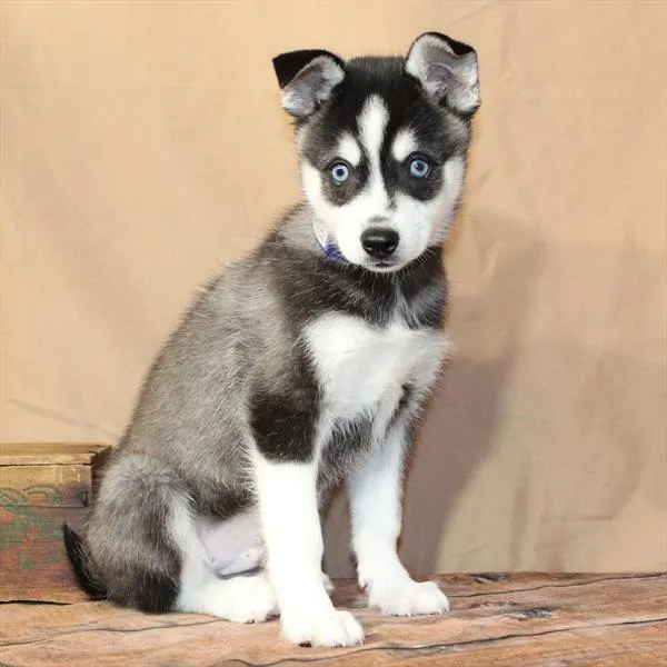 Male Alaskan Klee Kai puppy for sale at Petland - Pensacola.