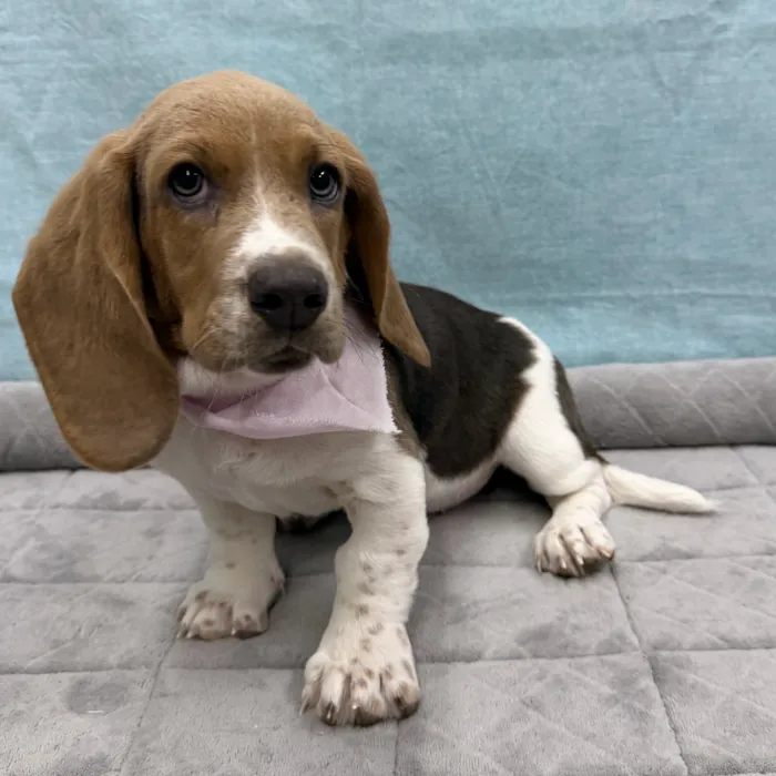 Female Basset Hound puppy for sale at Petland - Pensacola.