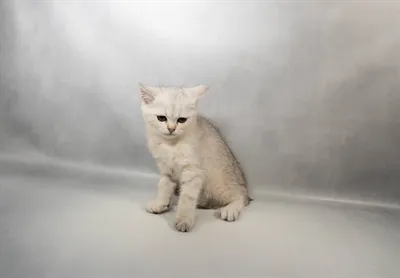 Male British Shorthair kitten for sale at Petland - Pensacola.