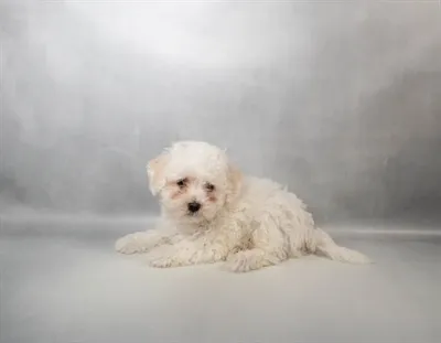 Male Bichon Frise puppy for sale at Petland - Pensacola.