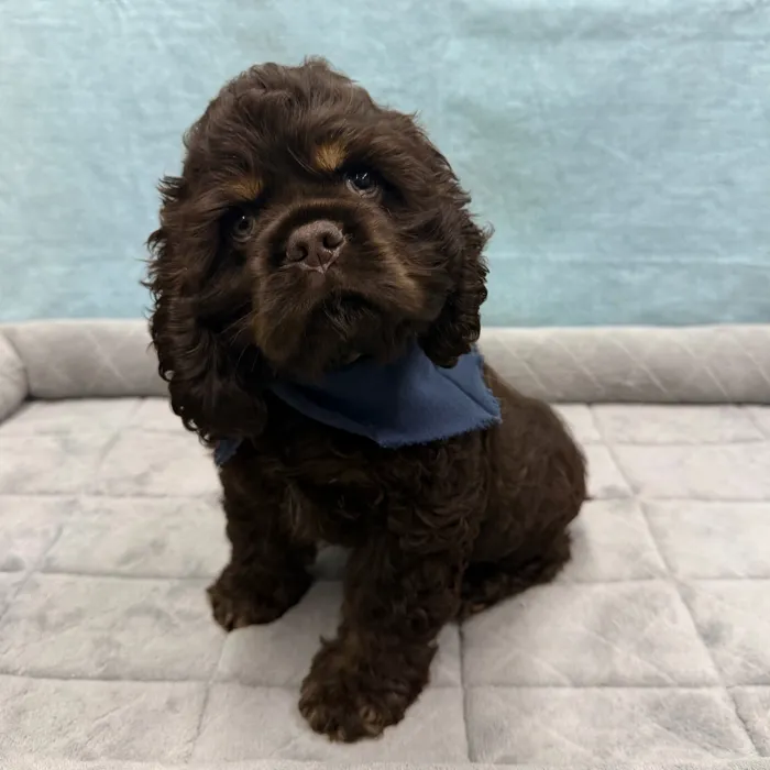 Male Cocker Spaniel puppy for sale at Petland - Pensacola.