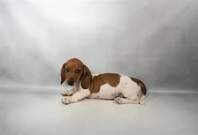 Male Dachshund puppy for sale at Petland - Pensacola.