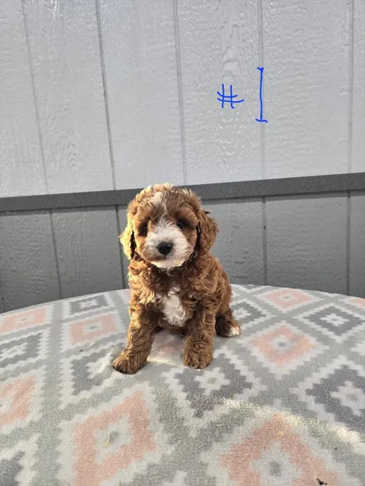 Male Cavapoo puppy for sale at Petland - Pensacola.