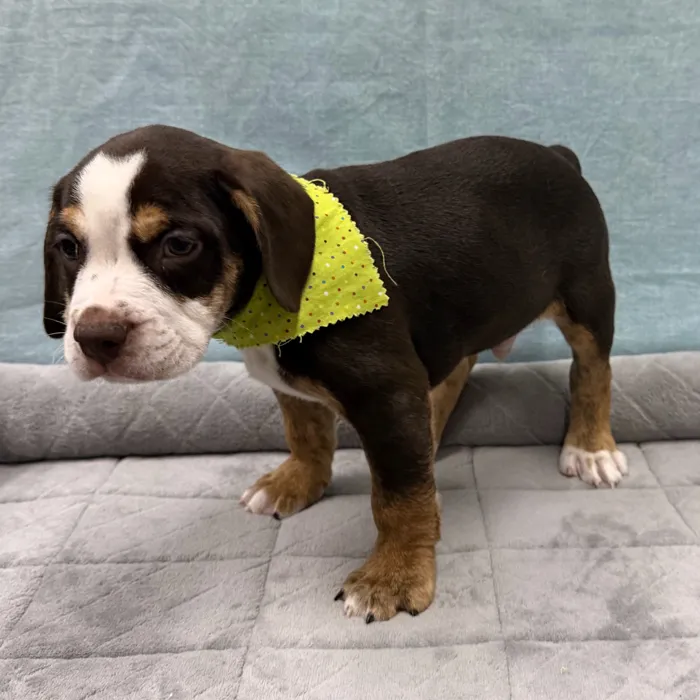 Male Beabull 2Nd Gen puppy for sale at Petland - Pensacola.