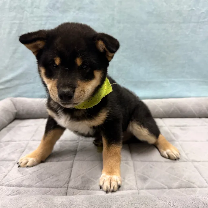 Male Shiba Inu puppy for sale at Petland - Pensacola.