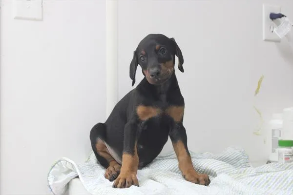Male Doberman Pinscher puppy for sale at Petland - Pensacola.
