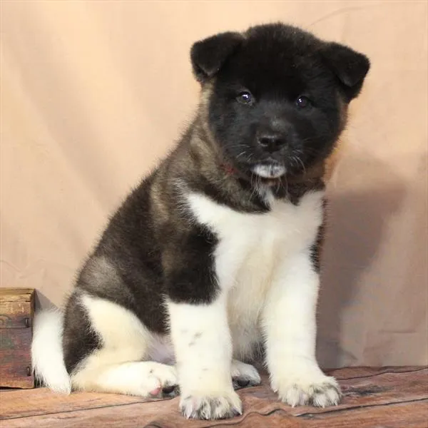 Female Akita puppy for sale at Petland - Pensacola.