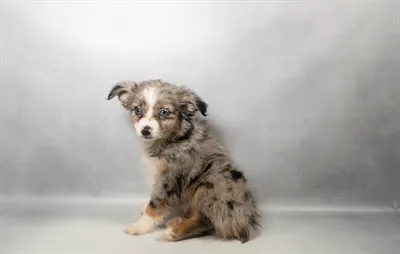 Female Miniature Australian Shepherd puppy for sale at Petland - Pensacola.