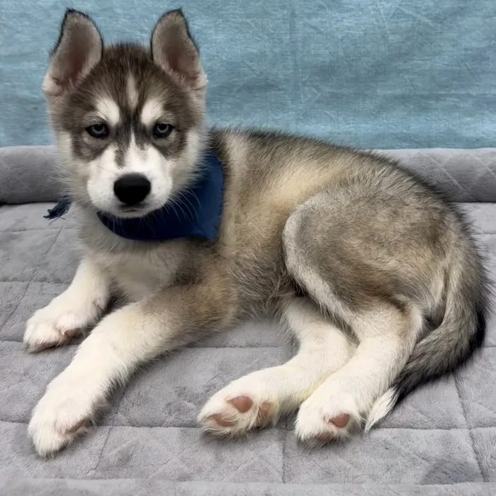 Male Siberian Husky puppy for sale at Petland - Pensacola.