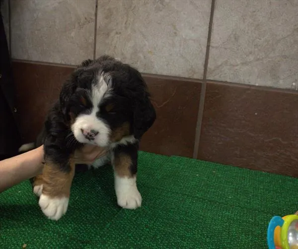 Female Bernese Mountain Dog puppy for sale at Petland - Pensacola.
