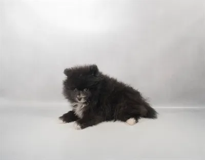 Male Pomeranian puppy for sale at Petland - Pensacola.