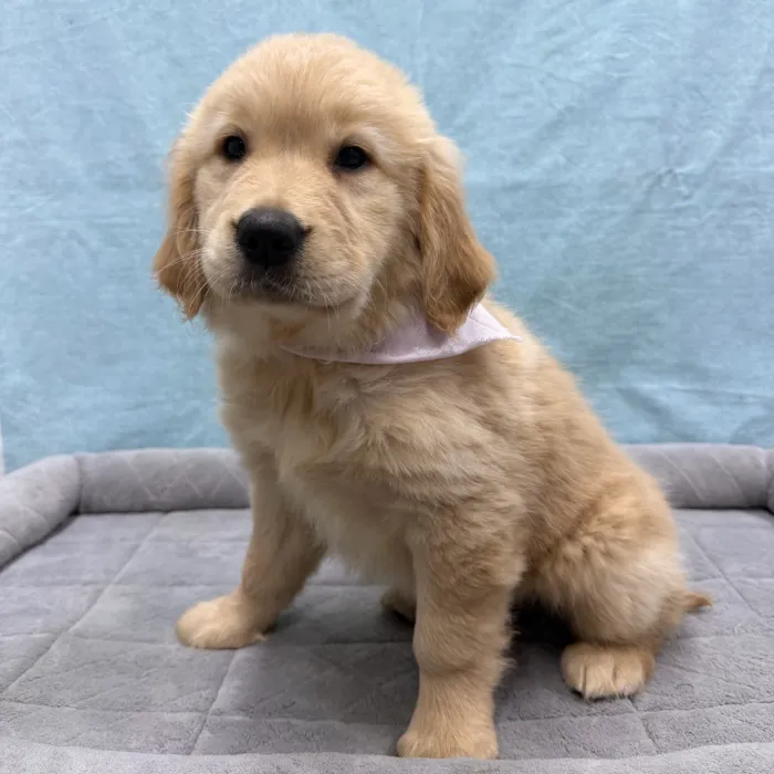 Female Golden Retriever puppy for sale at Petland - Pensacola.