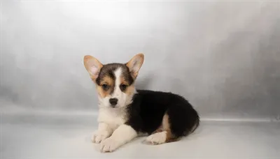 Male Pembroke Welsh Corgi puppy for sale at Petland - Pensacola.
