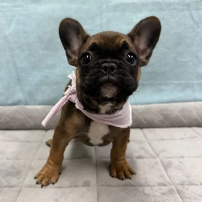 Female French Bulldog puppy for sale at Petland - Pensacola.