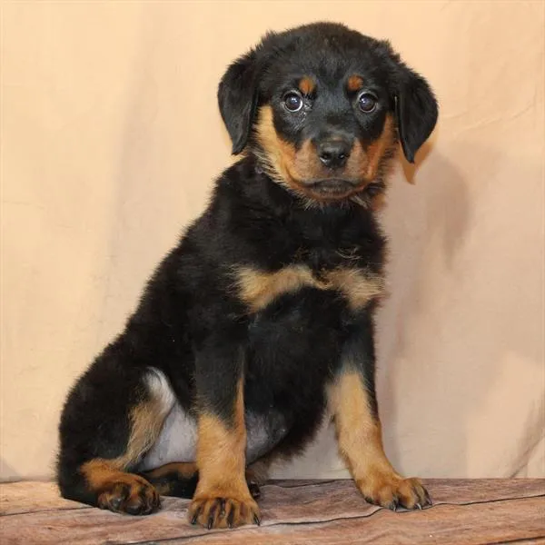 Female Rottweiler puppy for sale at Petland - Pensacola.