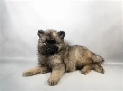 Female Keeshond puppy for sale at Petland - Pensacola.