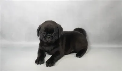 Male Pug puppy for sale at Petland - Pensacola.