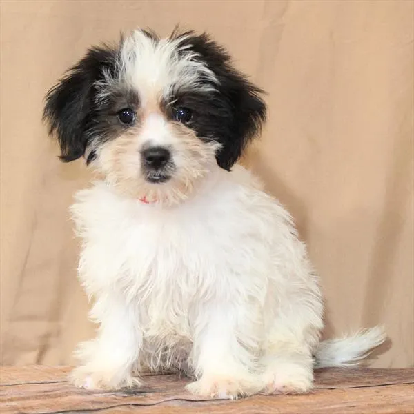 Female Teddy Bear puppy for sale at Petland - Pensacola.
