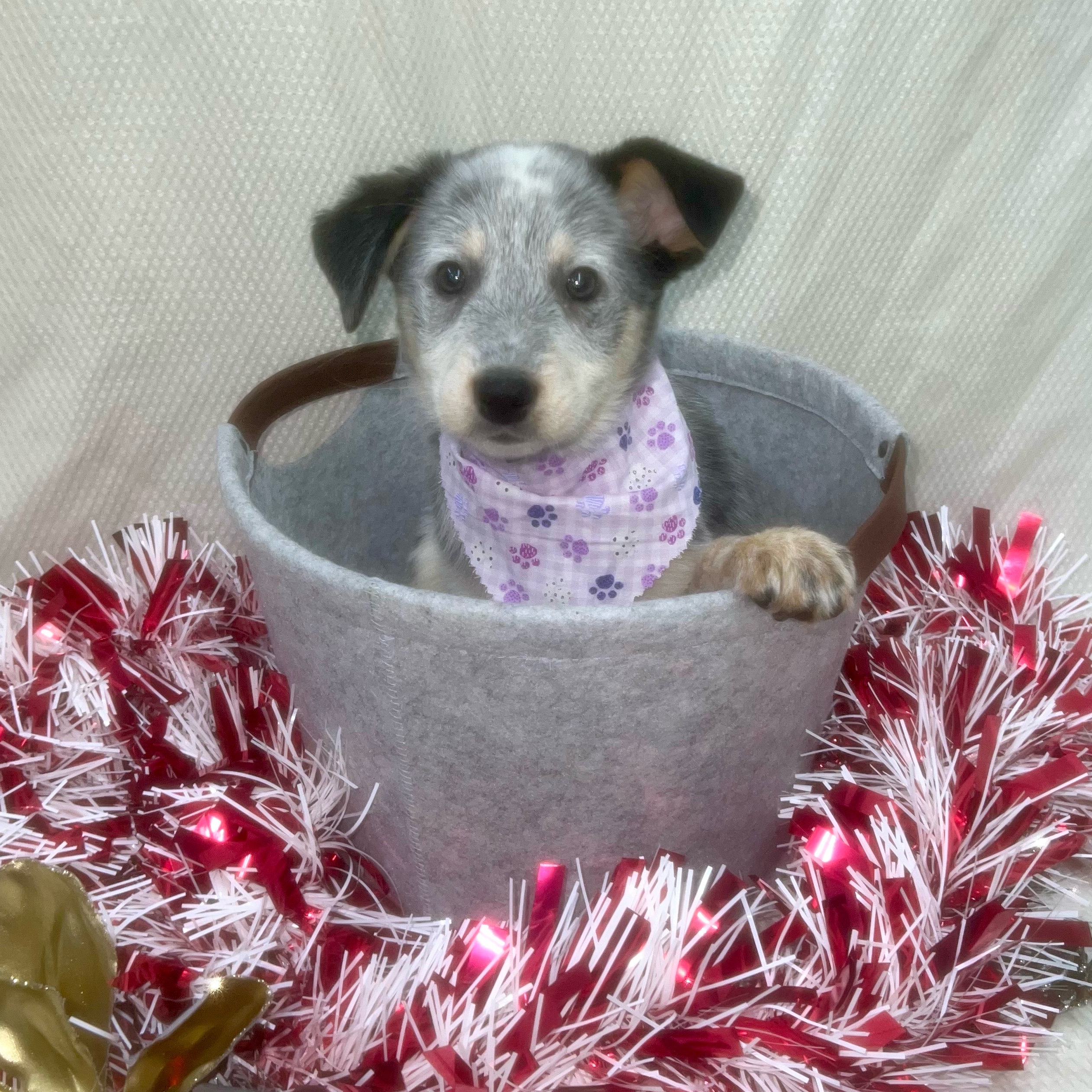 Dogs & Puppies For Sale - Petland Pensacola, Florida