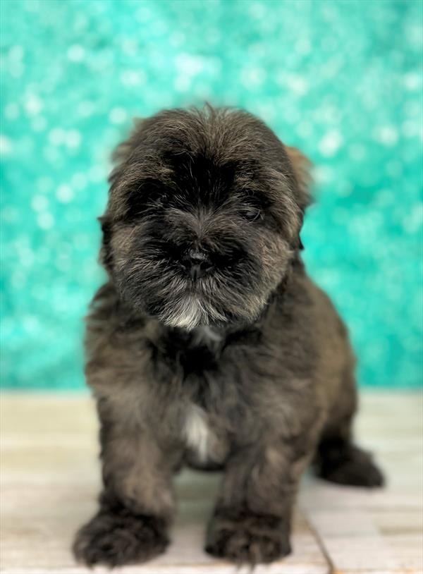YorkiePoo DOG Sable ID7436 Located at Petland Pensacola, Florida