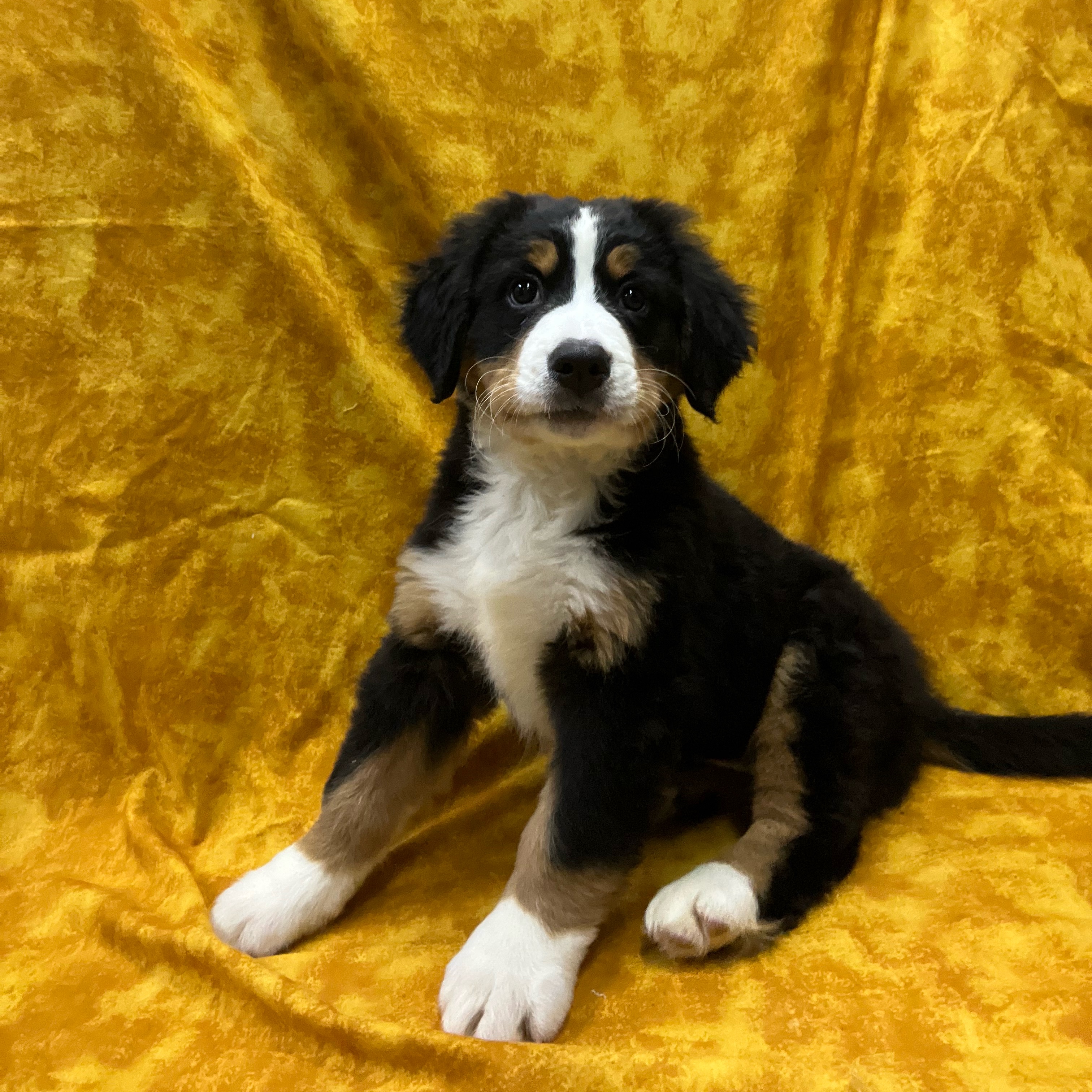 Petland dogs for sale hot sale