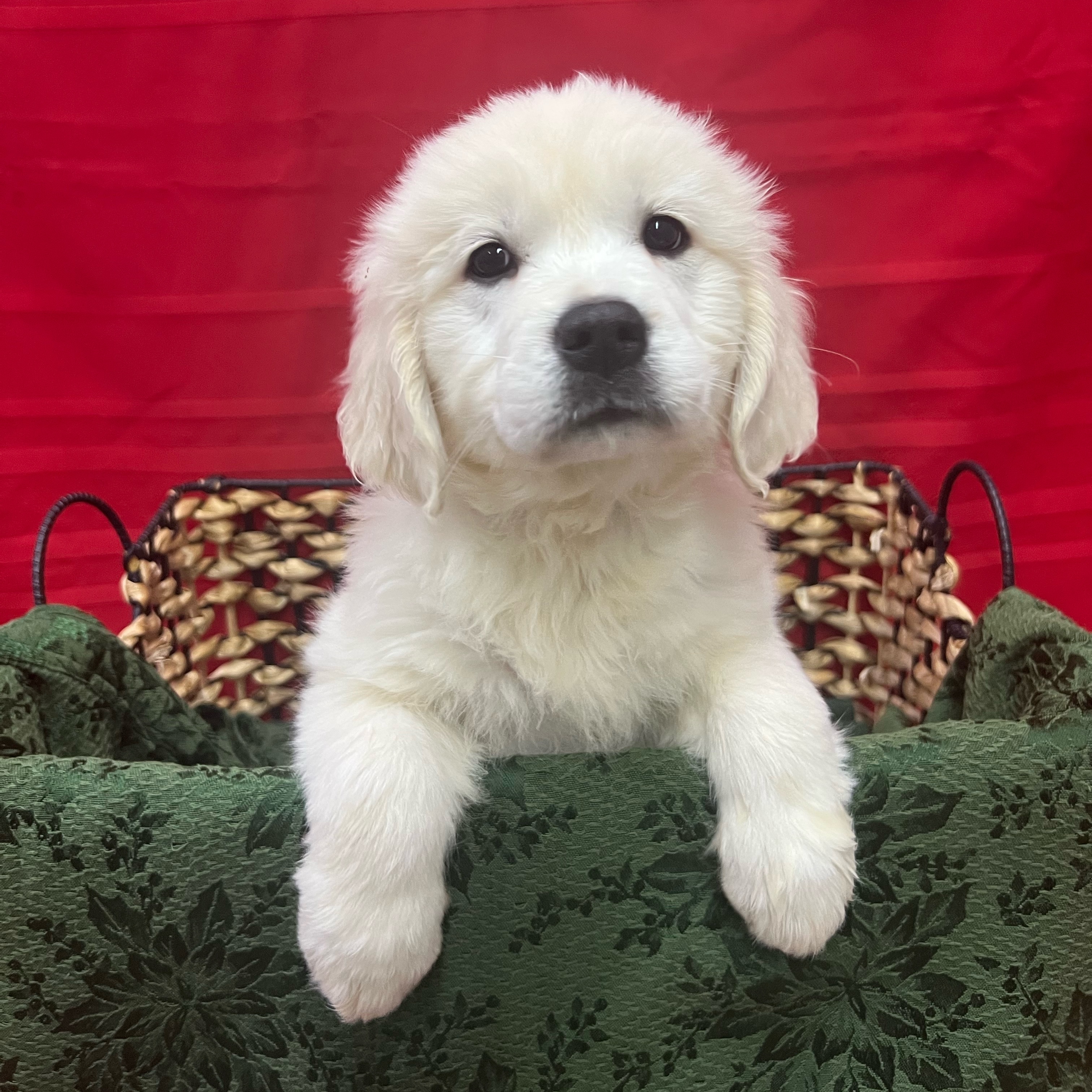 Dogs Puppies For Sale Petland Pensacola Florida