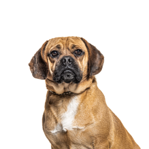 Puggle