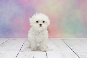 Maltese Puppies for Sale