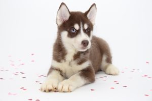 Husky Puppies for Sale