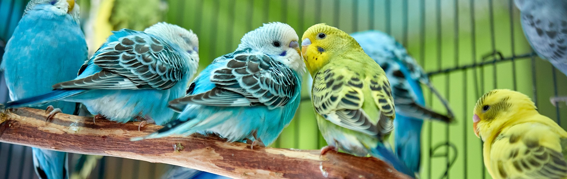 Pet Store Banner