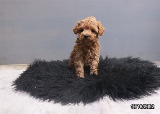 Poodle DOG Male Red / White 4812 Petland Pensacola, Florida