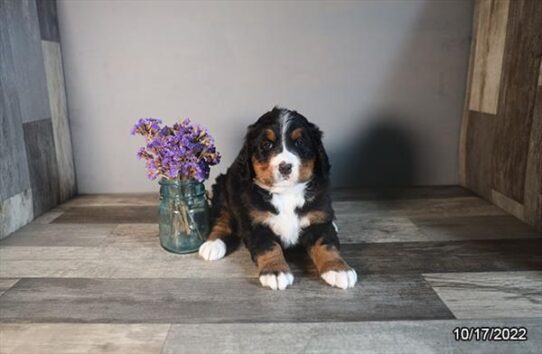 Bernese Mountain Dog DOG Female Tri-Colored 4813 Petland Pensacola, Florida