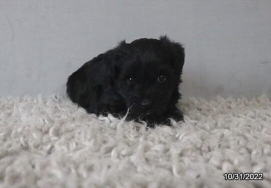 Schnoodle DOG Male Black 4814 Petland Pensacola, Florida