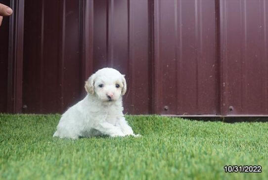 Poodle DOG Female White 4815 Petland Pensacola, Florida