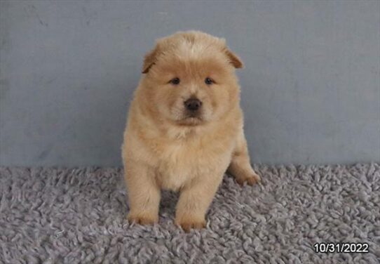 Chow Chow DOG Male Cream 4816 Petland Pensacola, Florida