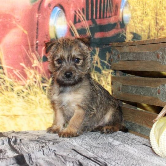 Cairn Terrier DOG Male Wheaten 4819 Petland Pensacola, Florida