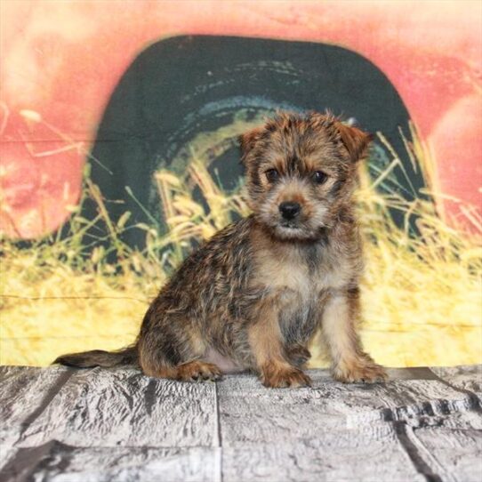 Cairn Terrier DOG Female Wheaten 4820 Petland Pensacola, Florida