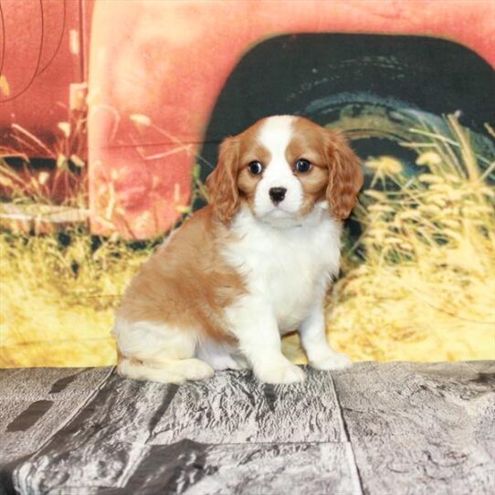 Cavalier King Charles Spaniel DOG Male Blenheim / White 4821 Petland Pensacola, Florida