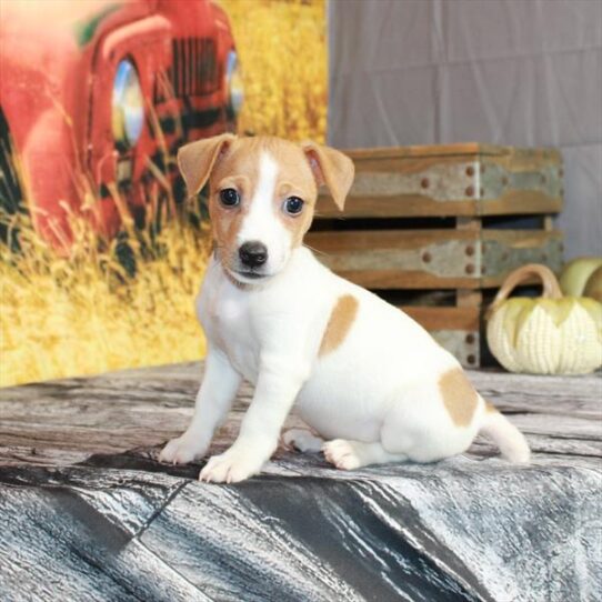 Jack Russell Terrier-DOG-Male-White / Red-4822-Petland Pensacola, Florida